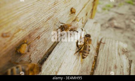 Due api mellifere sulla superficie di legno di un alveare, primo piano macro shot Foto Stock