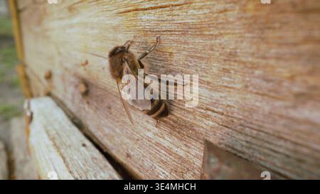 Un macro primo piano di una singola ape a nido d'ape appoggiata su un aralveare rustico di legno Foto Stock