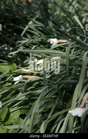 Primo piano dei fiori di Narciso del poeta delicato in un giardino. Il sole brillante mette in risalto le tonalità bianche e gialle sulle foglie verdi a fuoco tenue. Foto Stock