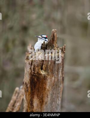 Primo piano ritratto a livello di occhio di un picchio maschile (Dryobates pubescens) con la lingua fuori, alla ricerca di insetti nella parte superiore di un morto rotto Foto Stock