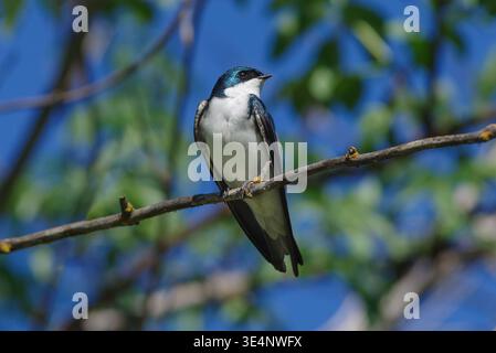 Rondine di alberi arroccato su un ramo con luce naturale soffusa vicino a Sacramento, California. Foto Stock