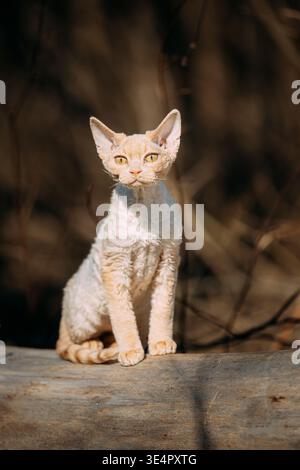 Dolce Devon Rex gatto divertente curioso giovane bianco Devon Rex gattino nella foresta d'autunno. . Gatto di razza inglese a pelo corto. Molto piccolo, gli animali domestici sono adorabili Foto Stock