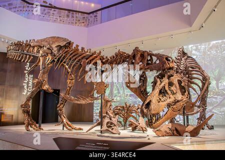 Abu dhabi Emirati Arabi Uniti 8 febbraio 2026: Al Museo di storia naturale di Abu Dhabi, “Stan” e un altro Tyrannosaurus rex sono esposti in una drammatica posa da combattimento, Foto Stock