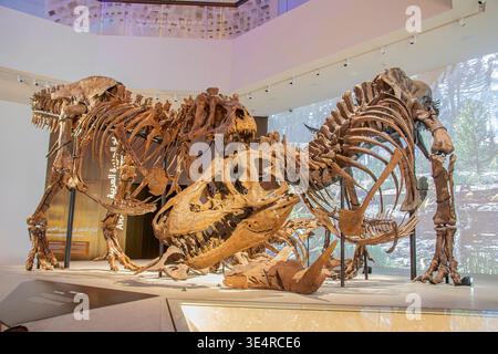 Abu dhabi Emirati Arabi Uniti 8 febbraio 2026: Al Museo di storia naturale di Abu Dhabi, “Stan” e un altro Tyrannosaurus rex sono esposti in una drammatica posa da combattimento, Foto Stock
