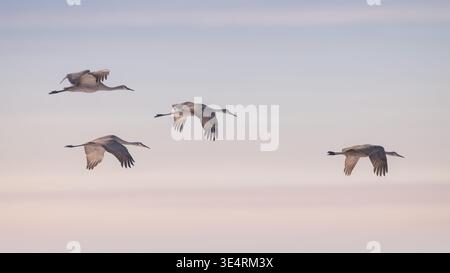 Gru Sandhill in volo (Grus canadensis) Foto Stock