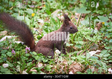 Primo piano scoiattolo rosso eurasiatico (Sciurus vulgaris) Foto Stock