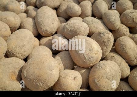 Patate biologiche appena raccolte dal campo. Foto Stock