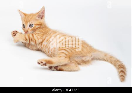 Divertente gattino arancione isolato su sfondo bianco studio vista ravvicinata Foto Stock