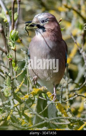 Un vivace Jay (Garrulus glandarius) appollaiato su un ramo, tenendo un ramoscello nel becco. Il piumaggio dell'uccello mostra un mix di blu, nero, grigio e bianco Foto Stock