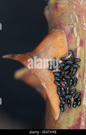 Uova afide che svernano sulla corteccia di un roseto ornamentale nel giardino. Foto Stock