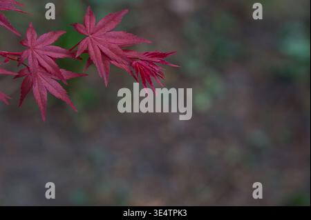 Incredibile primo piano di foglie d'acero giapponese rosse (Acer palmatum) su un ramo con un morbido sfondo bokeh. Perfetto per la natura e il design. Foto Stock