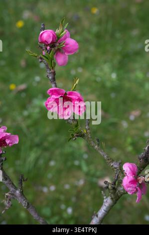 Fioriture di pesca rosa (Prunus persica) che fioriscono su un ramo in primavera. Primo piano di fiori colorati su uno sfondo verde lussureggiante Foto Stock