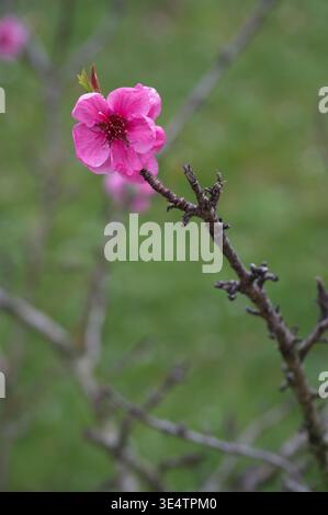 Un unico fiore di pesca rosa vivace (Prunus persica) sulla punta di un ramo in primavera. Composizione minimalista con sfondo bokeh verde tenue e spazio di copia Foto Stock