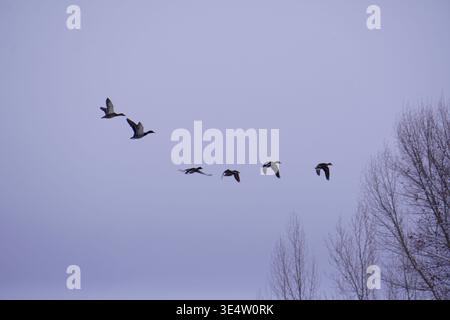 Un gruppo di oche canadesi in volo in fila dietro l'altro Foto Stock