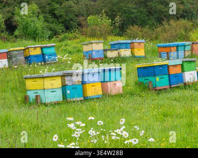 Alveari colorati che creano un vivace apiario in un campo verde con fiori selvatici, a sostegno dell'apicoltura sostenibile Foto Stock