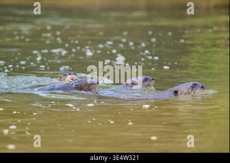 Quattro lontre che nuotano insieme nel tranquillo fiume, circondate da natura verde e riflessi di luce soffusa, lontra gigante (Pteronura brasiliensis), Pa Foto Stock