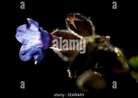 Macro di fiori di verga blu e rosa che fioriscono in un giardino primaverile, retroilluminato con luce soffusa su sfondo scuro, spazio di copia orizzontale. Foto Stock