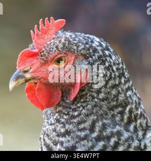 Primo piano Ritratto di un pollo martellato con un pettine rosso vivace Foto Stock