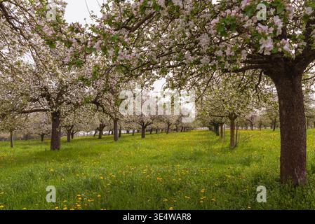 Mele in fiore nel prato primaverile di Egnach, Thurgau, Svizzera Foto Stock