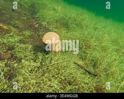 Paesaggio subacqueo surreale di pali di legno calcificato e vegetazione acquatica nelle acque cristalline e turchesi di Antu Siniallikad Estonia. Foto Stock