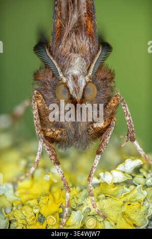Early thorn Moth, Selenia dentaria, Extreme close up of head and Eyes, Norfolk, Regno Unito, 19 marzo 2026 Foto Stock