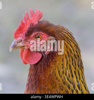 Primo piano Ritratto di una gallina dorata-marrone con pettine rosso. Foto Stock