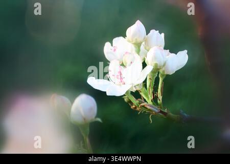 Delicati fiori bianchi fioriscono sul ramo con un morbido effetto sfocatura, alcune gemme rimangono dense, altre leggermente aperte, una luce calda mette in risalto i petali. Idea Foto Stock
