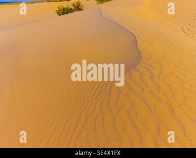 Luce serale sulle dune di sabbia Golden Algodones, Imperial Sand Dunes National Recreation area, California, Stati Uniti Foto Stock