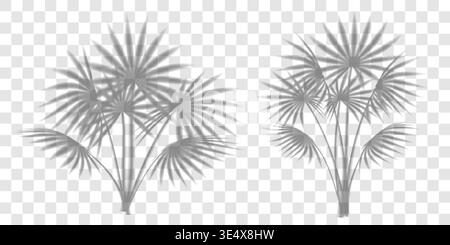 La palma lascia ombra, sovrapposizione di piante tropiche su bg trasparente. Effetto luce da spiaggia estiva, texture vettoriale del parasole. Luce solare floreale astratta Illustrazione Vettoriale