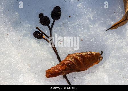 Primo piano di neve scintillante in una foresta, caratterizzata da delicati gattini di ontano e una foglia marrone croccante, che accennano al delicato arrivo della primavera Foto Stock
