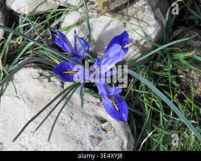 Blue Iris o Barbary Nut (Moraea sisyrinchium syn. Gynandriris sisyrinchium) fotografato in Israele a gennaio un Iris nano, nel genere Moraea, nat Foto Stock