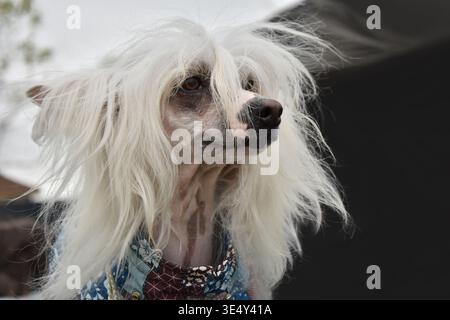 Ritratto di Crested Dog cinese Foto Stock