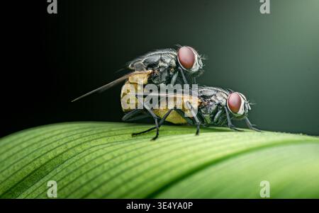 Due mosche che si accoppiano su una foglia verde brillante, primo piano macro dettagliato che mostra la riproduzione degli insetti, l'anatomia e il comportamento naturale. Fotografia in Thailandia, niente ge Foto Stock