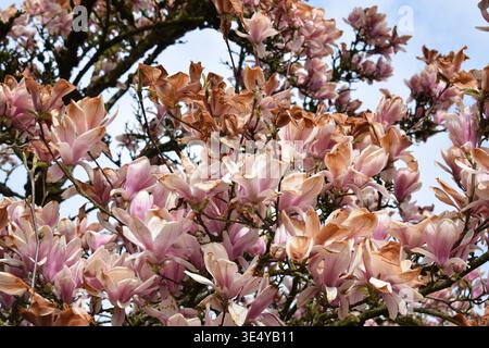 fiori di magnolia danneggiati dal gelo Foto Stock