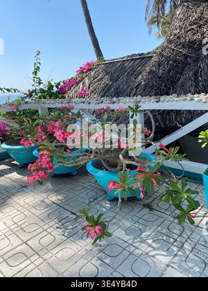 Colorata terrazza tropicale con Adenium rosa fiorente (Desert Rose) in luminosi vasi turchesi, ringhiera di ciottoli bianchi e capanna con tetto in paglia che si affaccia Foto Stock