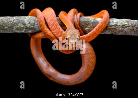 Primo piano di un giovane serpente dalla testa nera (Boiga nigriceps) Foto Stock