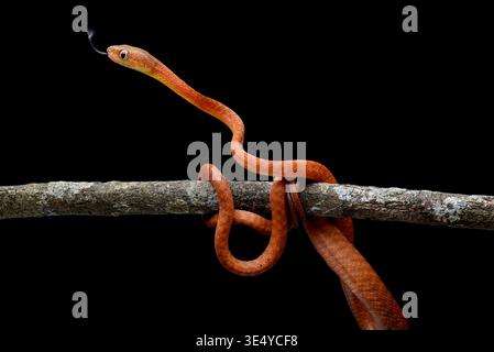 Primo piano di un giovane serpente dalla testa nera (Boiga nigriceps) Foto Stock