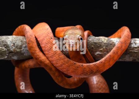 Primo piano di un giovane serpente dalla testa nera (Boiga nigriceps) Foto Stock