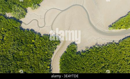 Vista aerea dei tortuosi canali mareali e delle rive fangose che attraversano una fitta foresta di mangrovie verdi da una prospettiva dall'alto verso il basso. Foto Stock