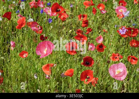 sfondo naturale con fiori estivi. papaveri freschi in fiore e fiori selvatici nel prato Foto Stock