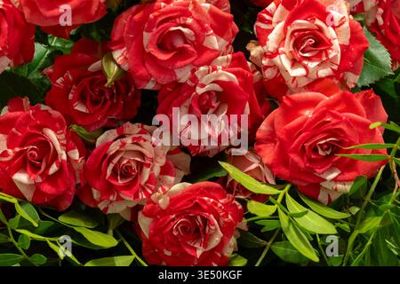 Bouquet di rose rosa con fogliame Foto Stock