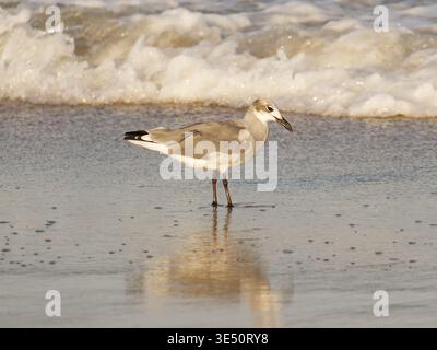 Gull ridendo ad Asbury Park, Stati Uniti Foto Stock