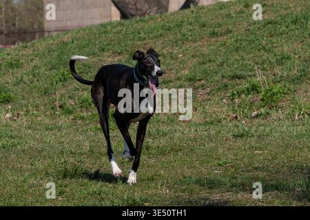 Levriero brindle scuro veloce che corre con la lingua su un'altura erbosa Foto Stock
