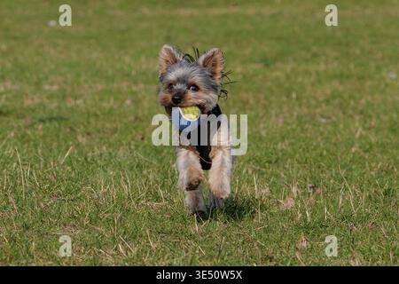 Action Shot di un piccolo cane che salta a mezz'aria nel parco Foto Stock
