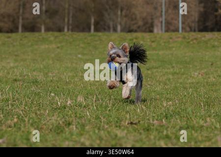 Action Shot di un piccolo cane che salta a mezz'aria nel parco Foto Stock