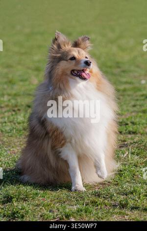Action Shot di un cane da pastore delle Shetland in the Grass Foto Stock