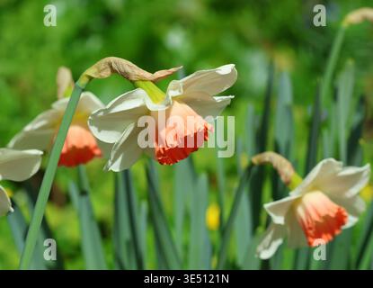 Primo piano del Daffodil Narcissus "Pink Charm" Foto Stock