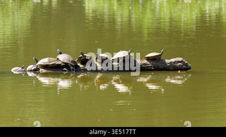 Cursore con panciotto giallo a Cary USA Foto Stock