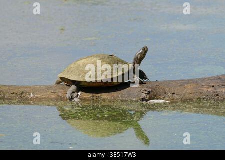 Cursore con panciotto giallo a Cary USA Foto Stock