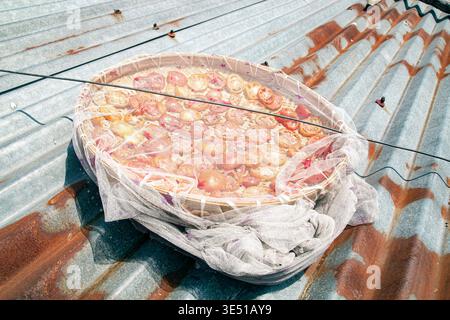 Le fette di pomodoro sono disposte su un vassoio di bambù rotondo posto su un tetto di stagno ondulato, che si asciuga sotto il sole per preservarlo. I pomodori appaiono vib Foto Stock